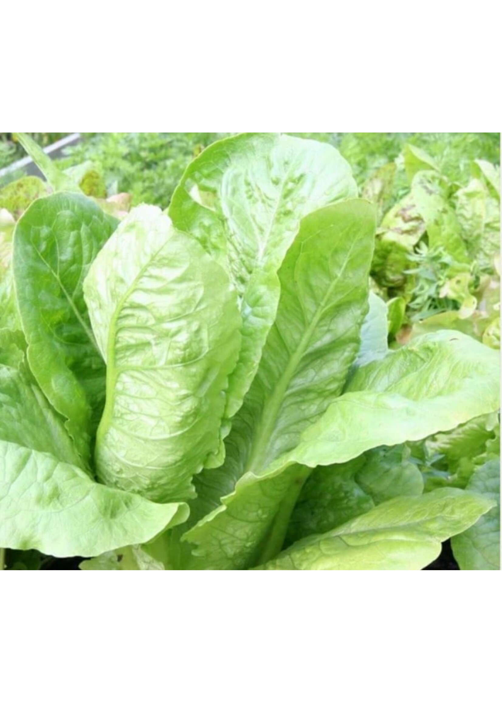 WestCoast Seeds Parris Island Cos Romaine Lettuce