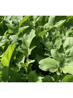 WestCoast Seeds Greens - Astro Arugula