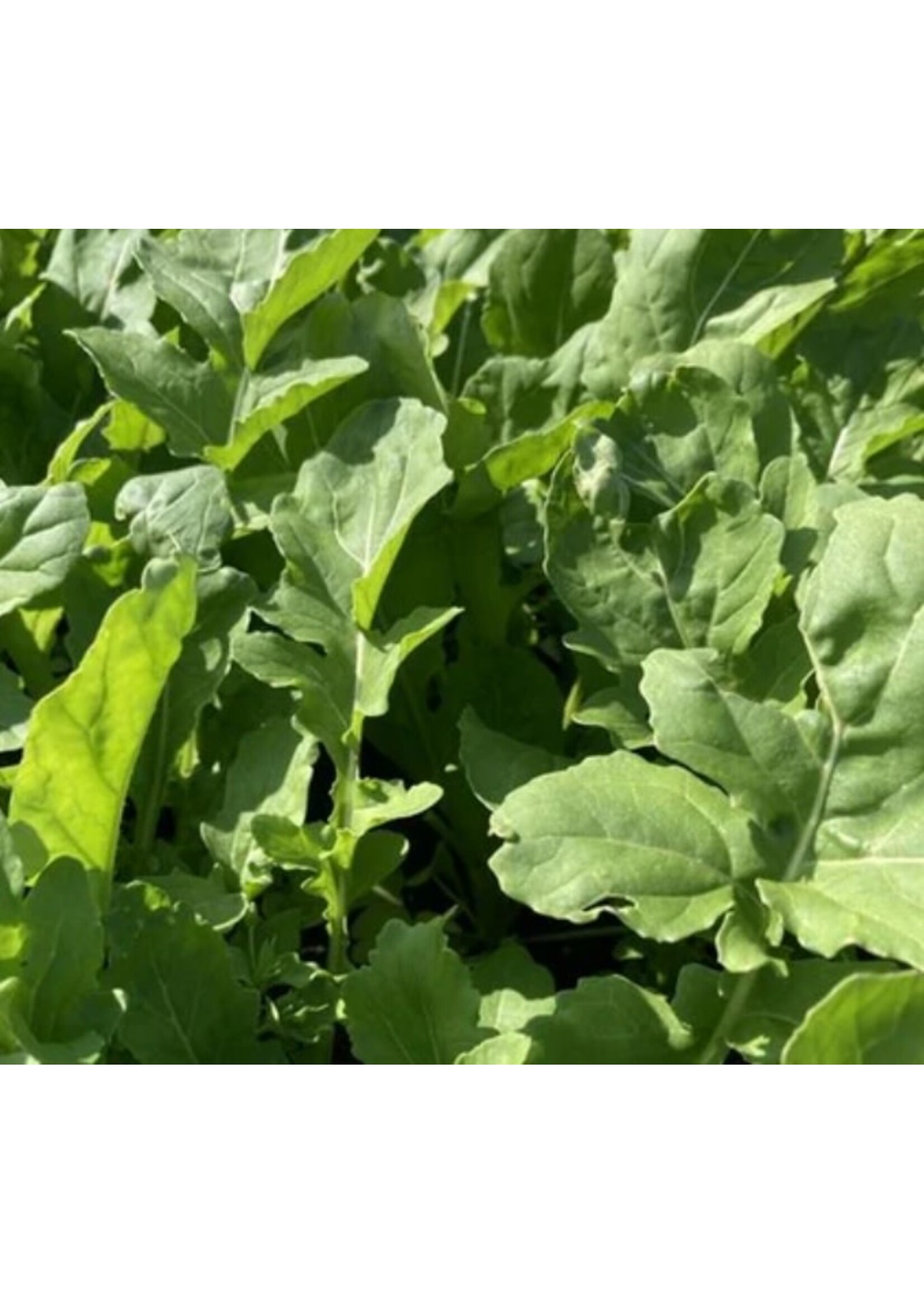 WestCoast Seeds Greens - Astro Arugula
