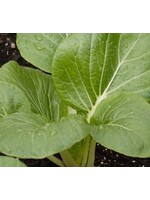 WestCoast Seeds Pac Choi White-Stemmed