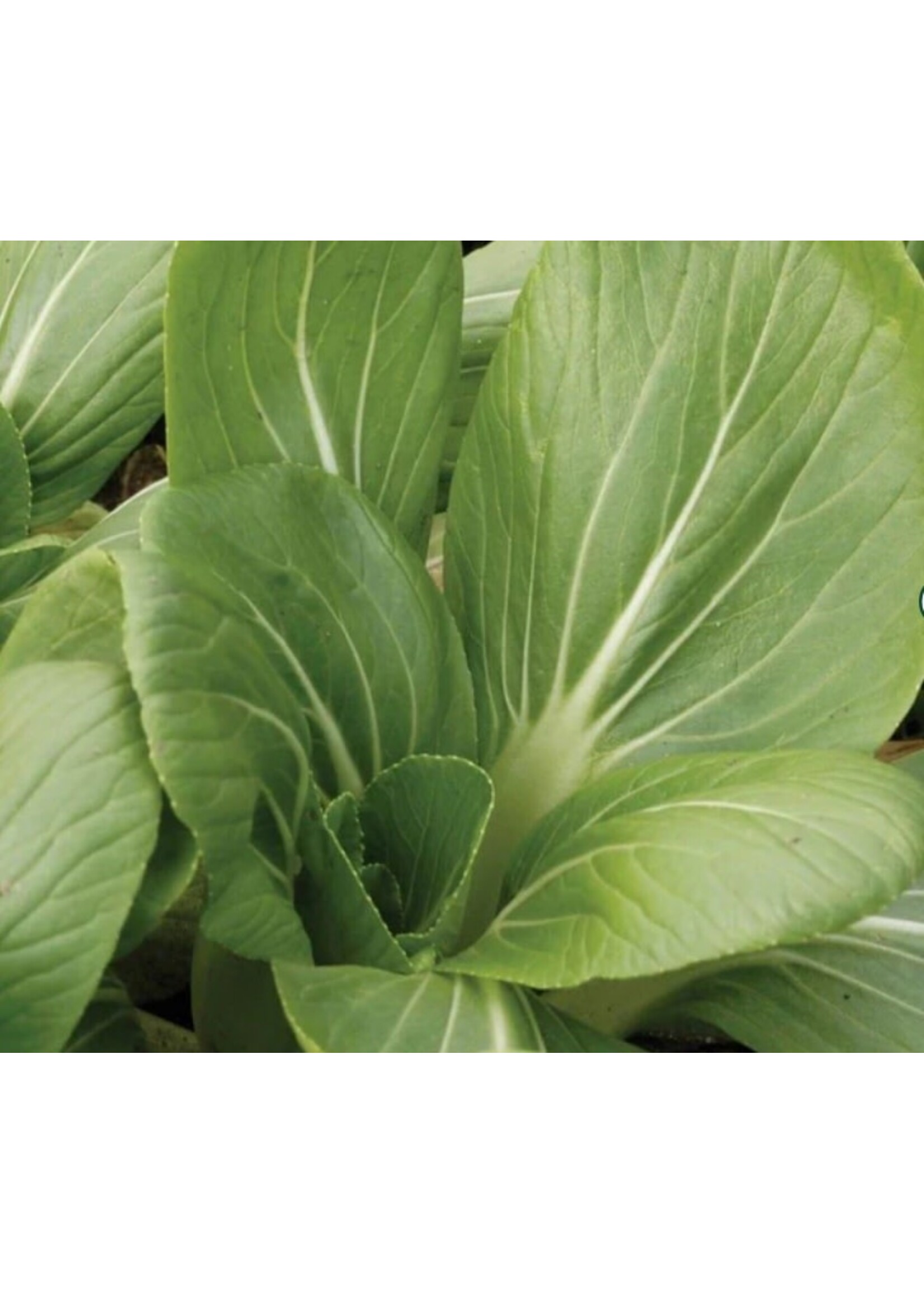 WestCoast Seeds Pac Choi White-Stemmed