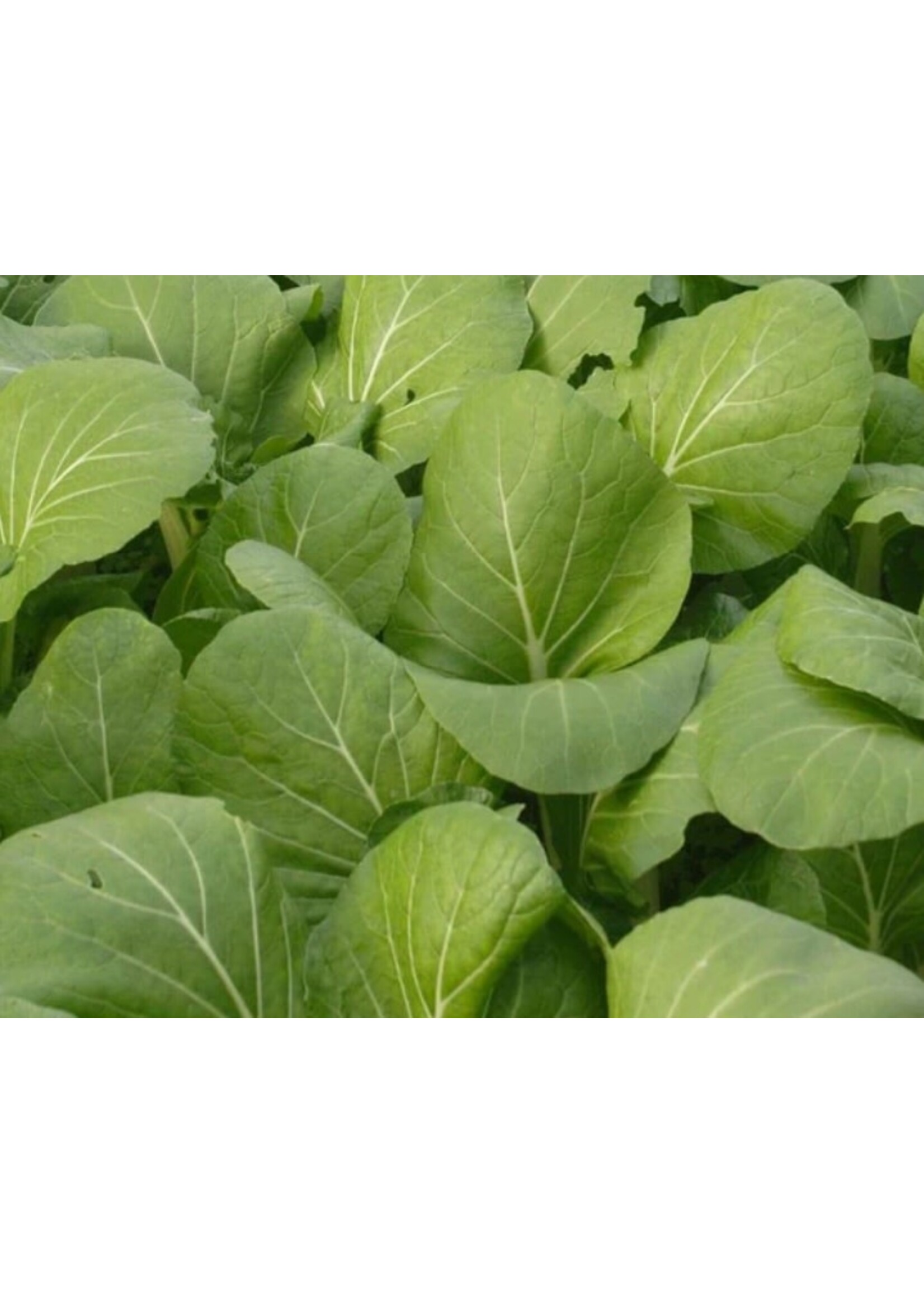 WestCoast Seeds Pac Choi White-Stemmed