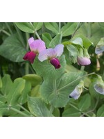 WestCoast Seeds Snow pea Dwarf Grey Sugar