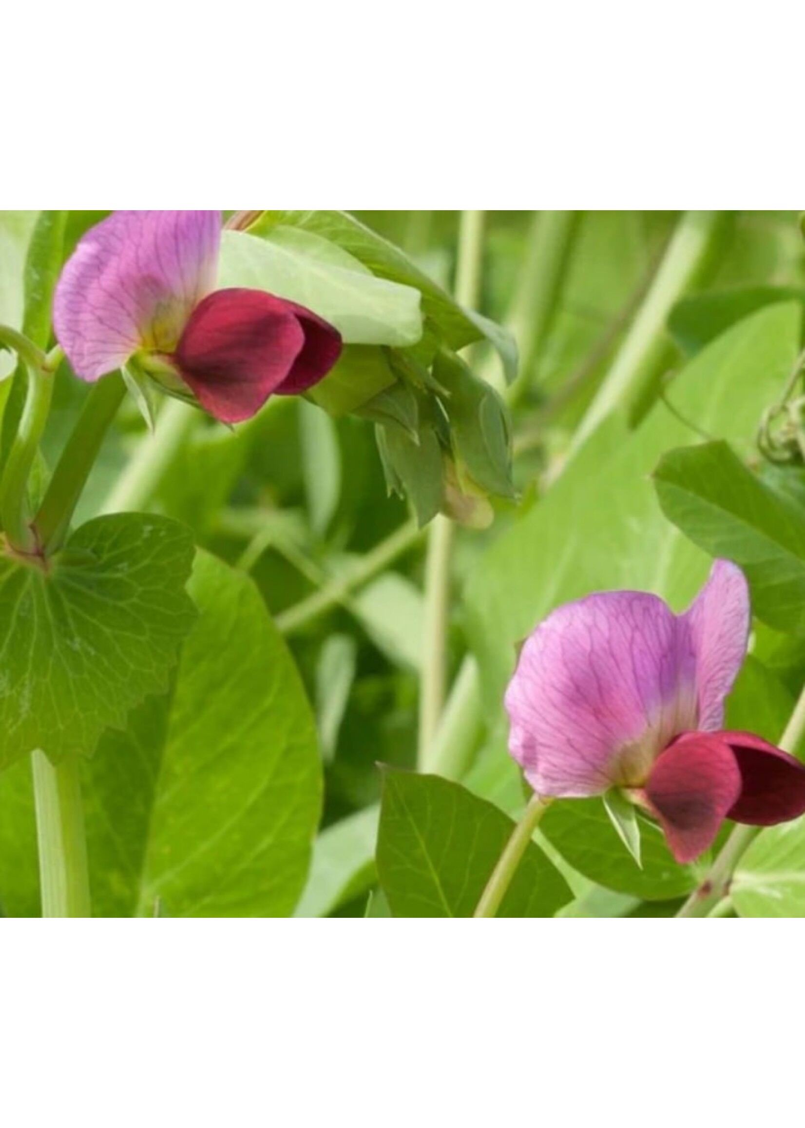 WestCoast Seeds Snow pea Dwarf Grey Sugar
