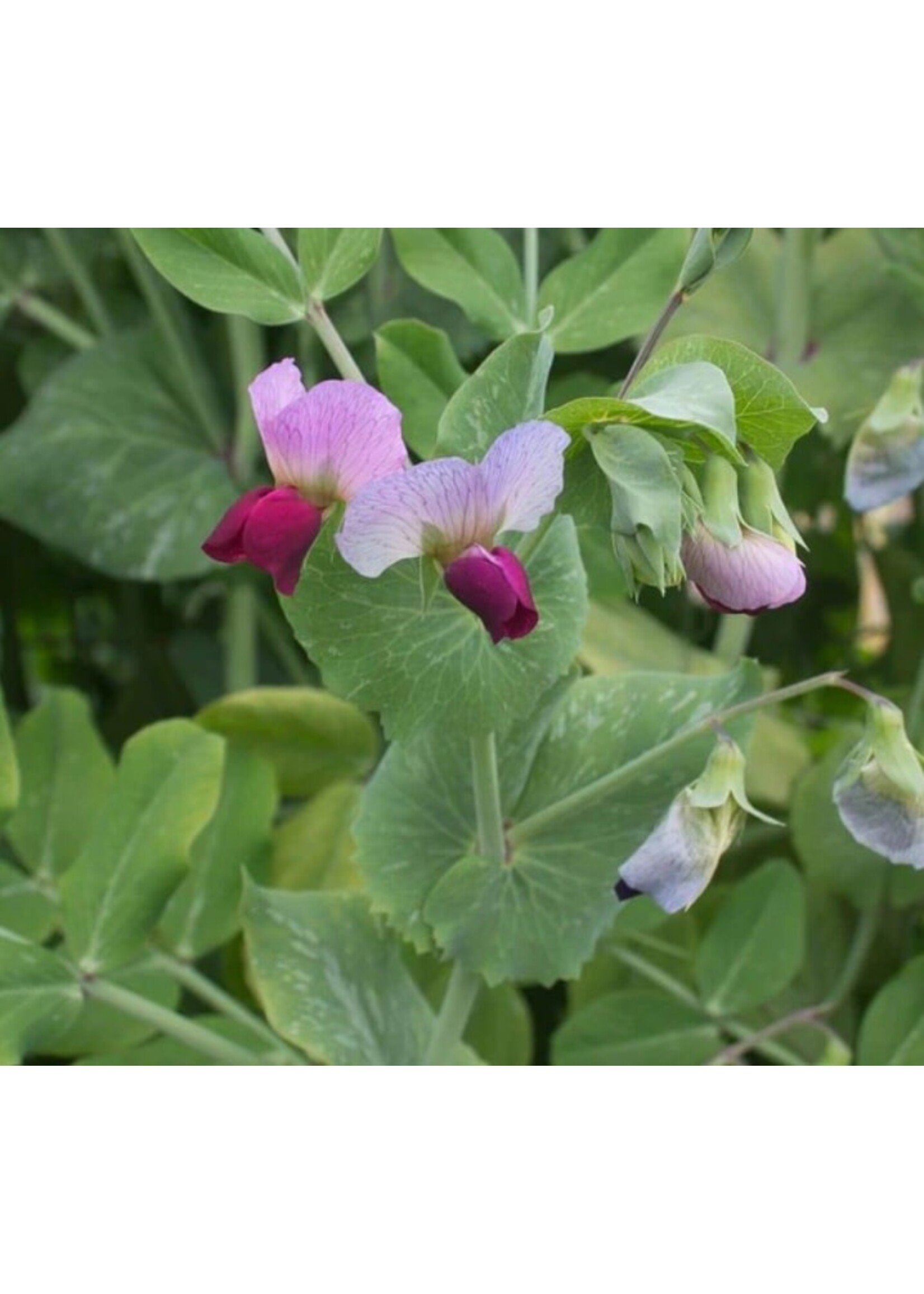 WestCoast Seeds Snow pea Dwarf Grey Sugar