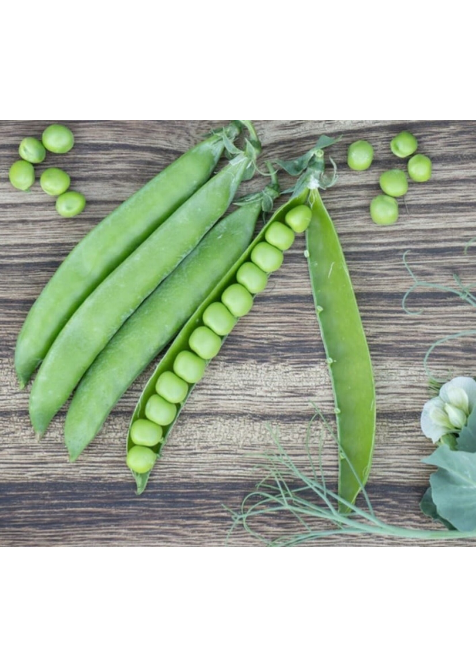 WestCoast Seeds Shelling Pea PLS 595 Organic