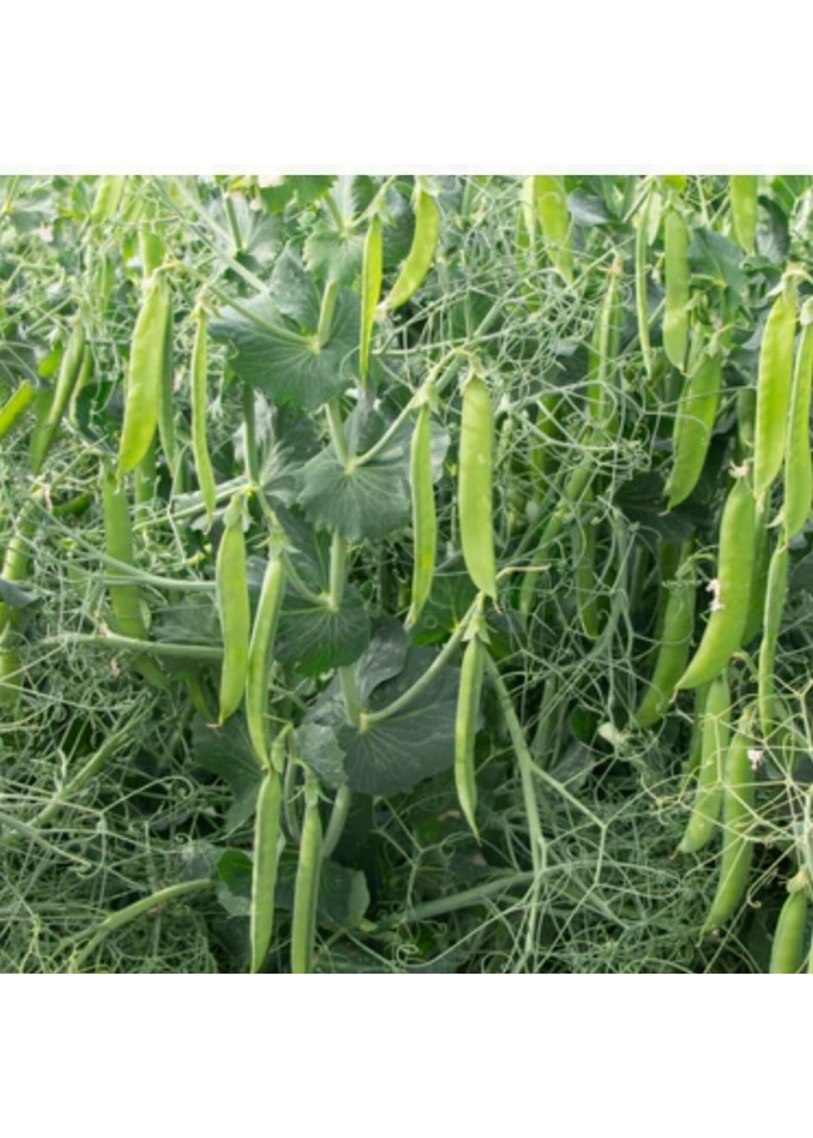 WestCoast Seeds Shelling Pea PLS 595 Organic