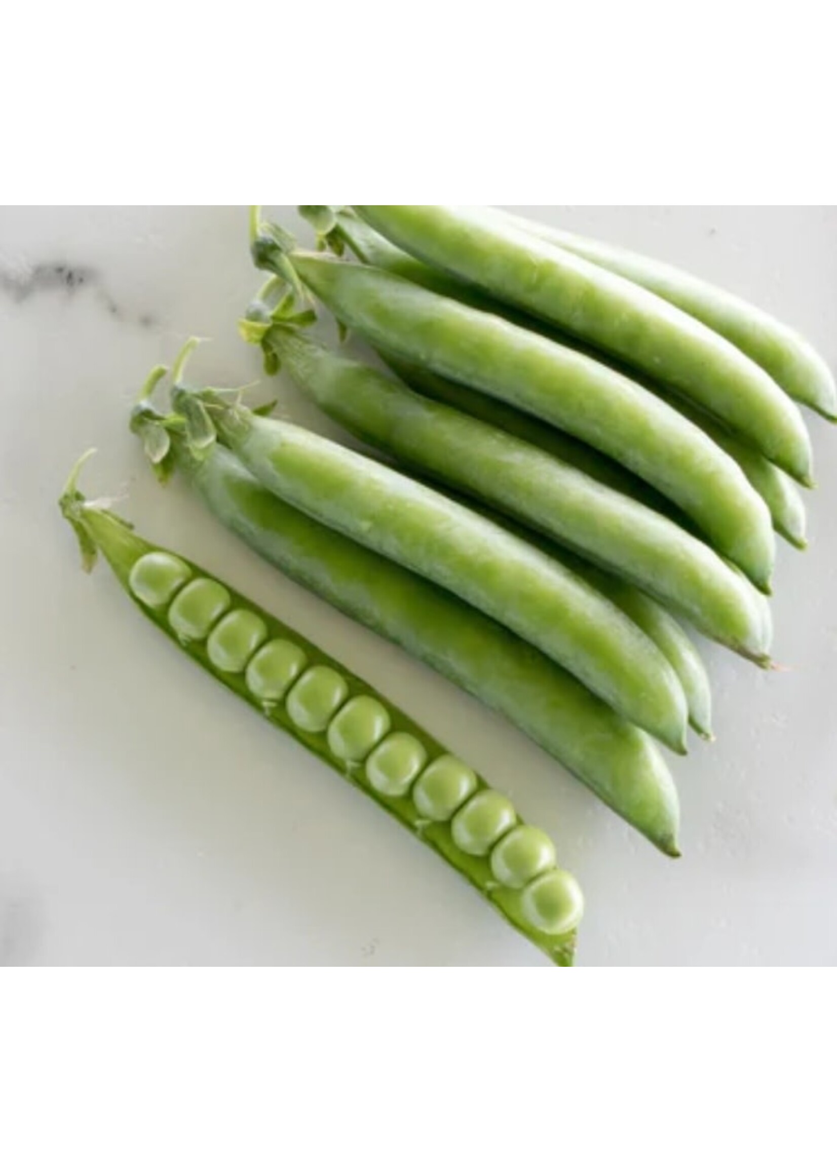 WestCoast Seeds Shelling Pea PLS 595 Organic