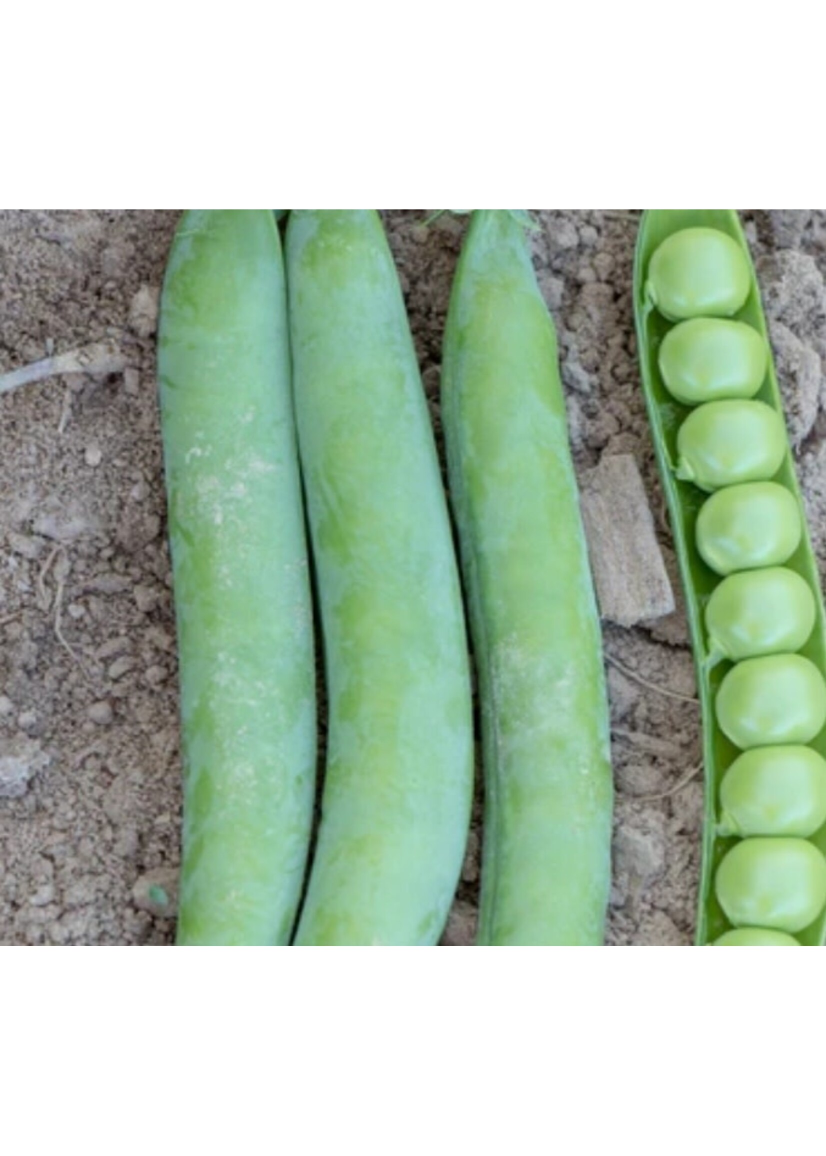 WestCoast Seeds Shelling Pea PLS 595 Organic