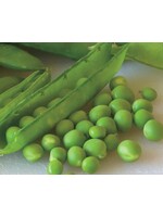 WestCoast Seeds Shelling Peas Green Arrow