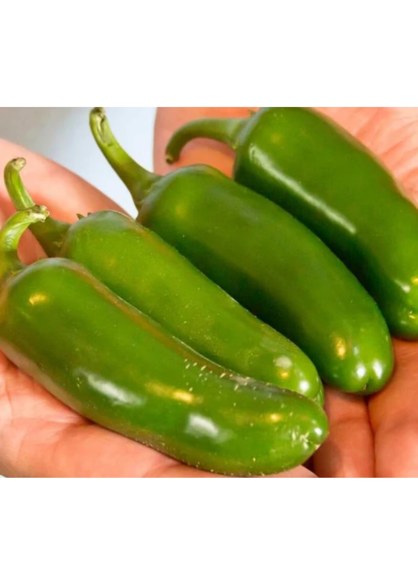 WestCoast Seeds Hot Pepper Jalapeno M