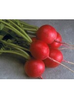 WestCoast Seeds Radish Cherriette F1