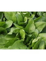 WestCoast Seeds Spinach Giant Winter Organic