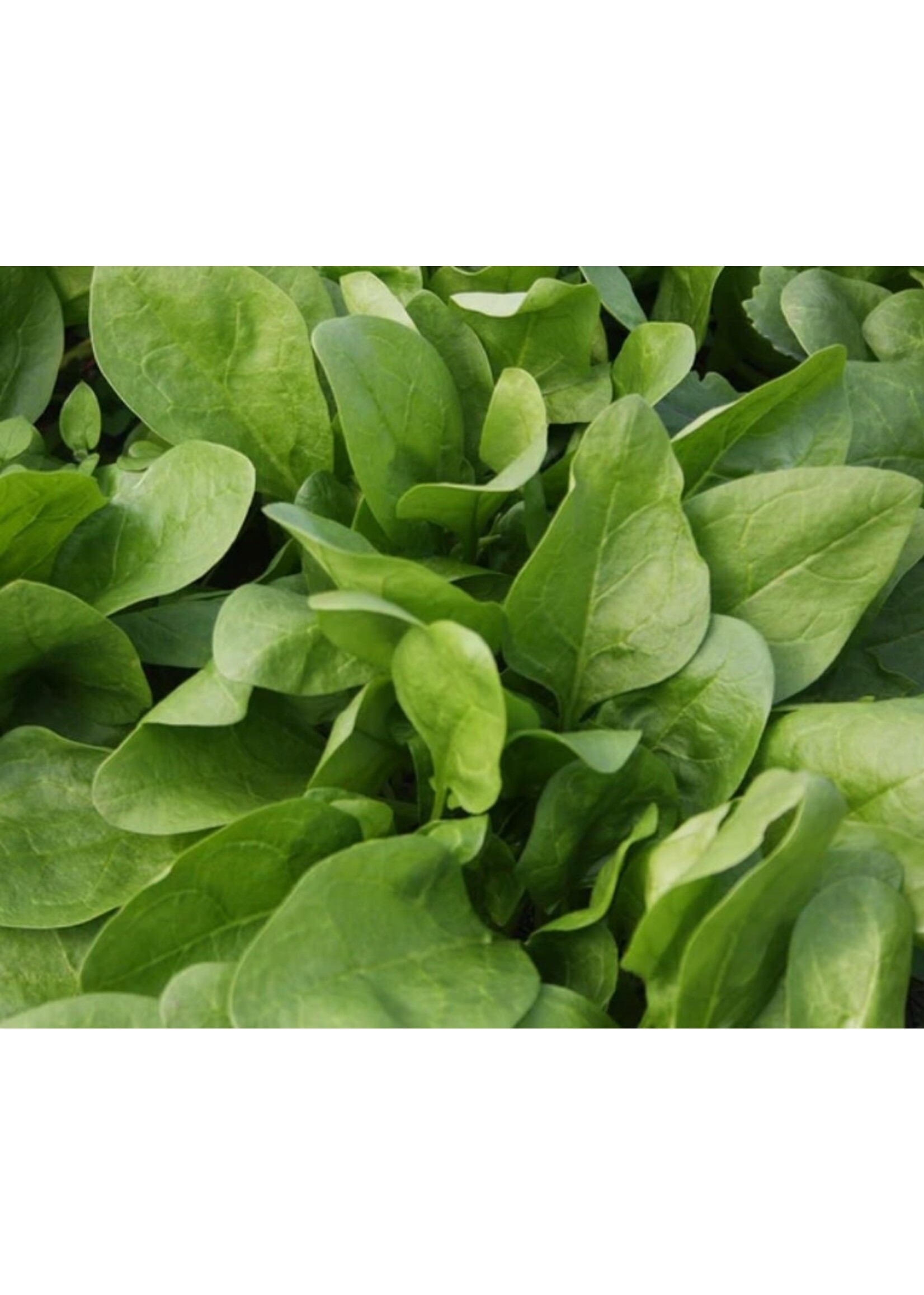 WestCoast Seeds Spinach Giant Winter Organic