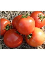 WestCoast Seeds Tomato Early Girl