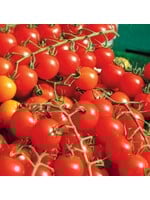 WestCoast Seeds Tomato Sweet Million Cherry Tomato