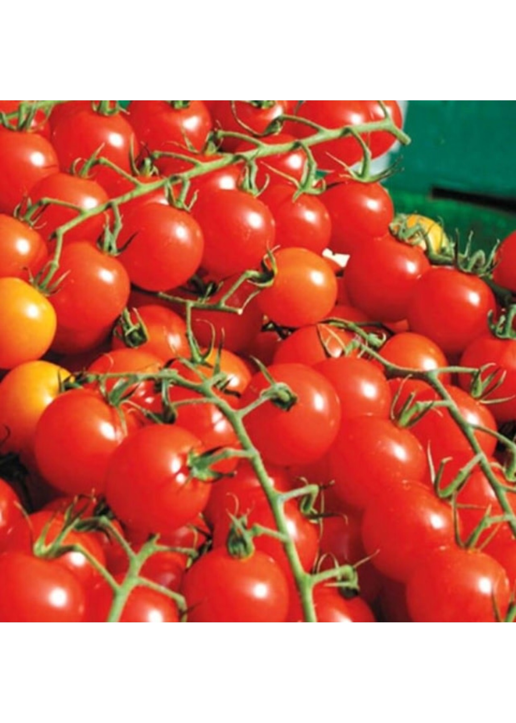 WestCoast Seeds Tomato Sweet Million Cherry Tomato