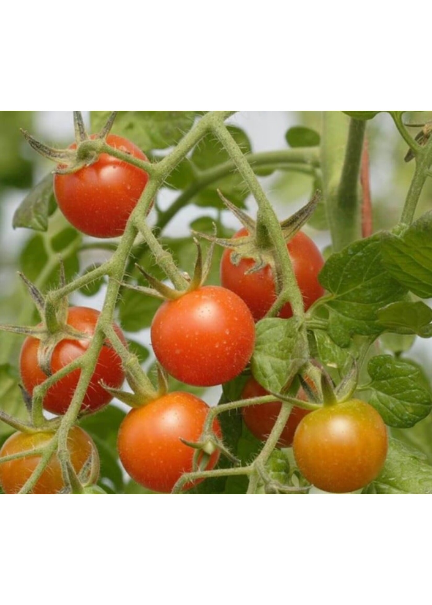 WestCoast Seeds Tomato Sweet Million Cherry Tomato
