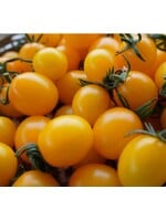 WestCoast Seeds Tomato Sweet Gold F1 Yellow Cherry Tomato