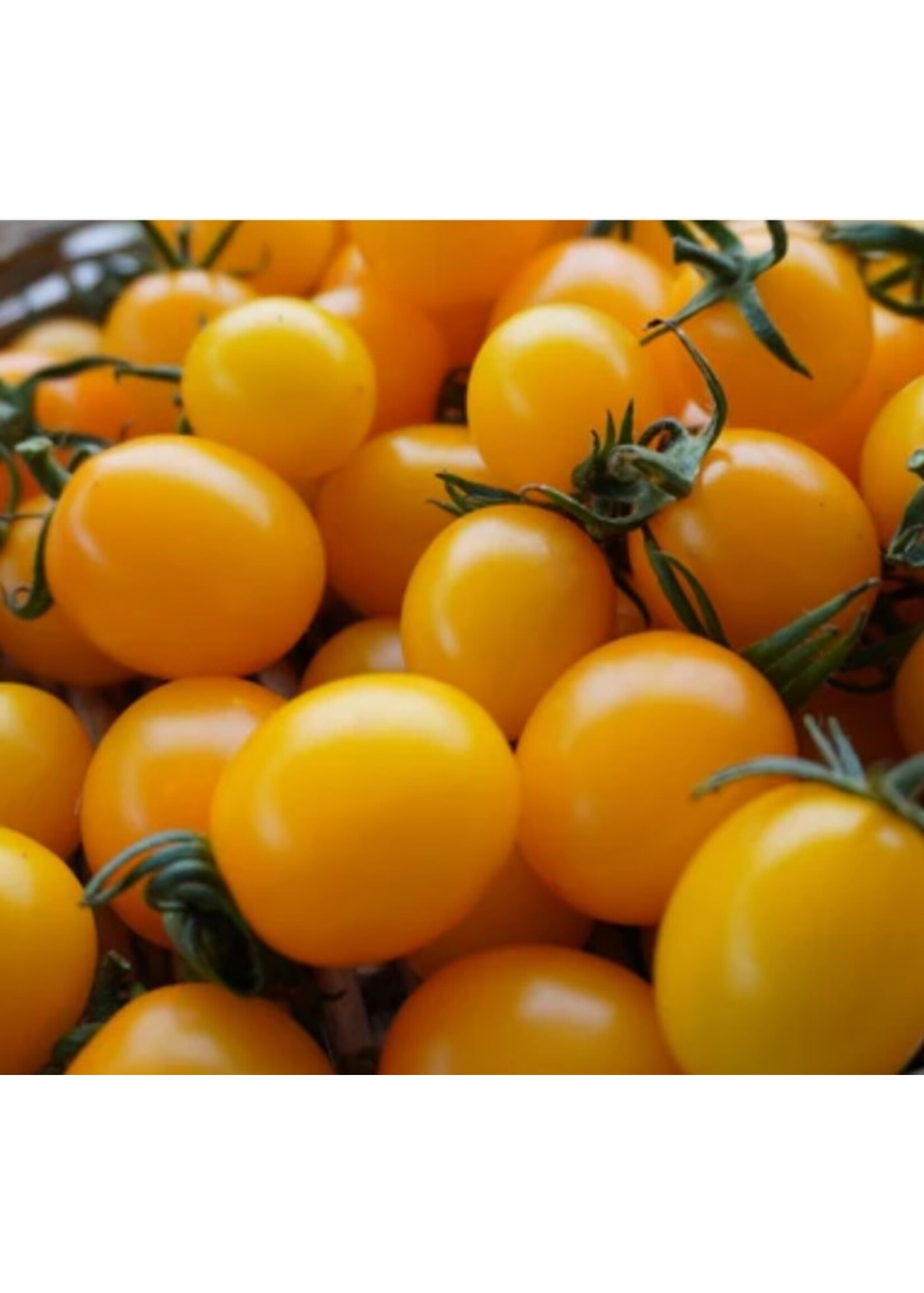 WestCoast Seeds Tomato Sweet Gold F1 Yellow Cherry Tomato