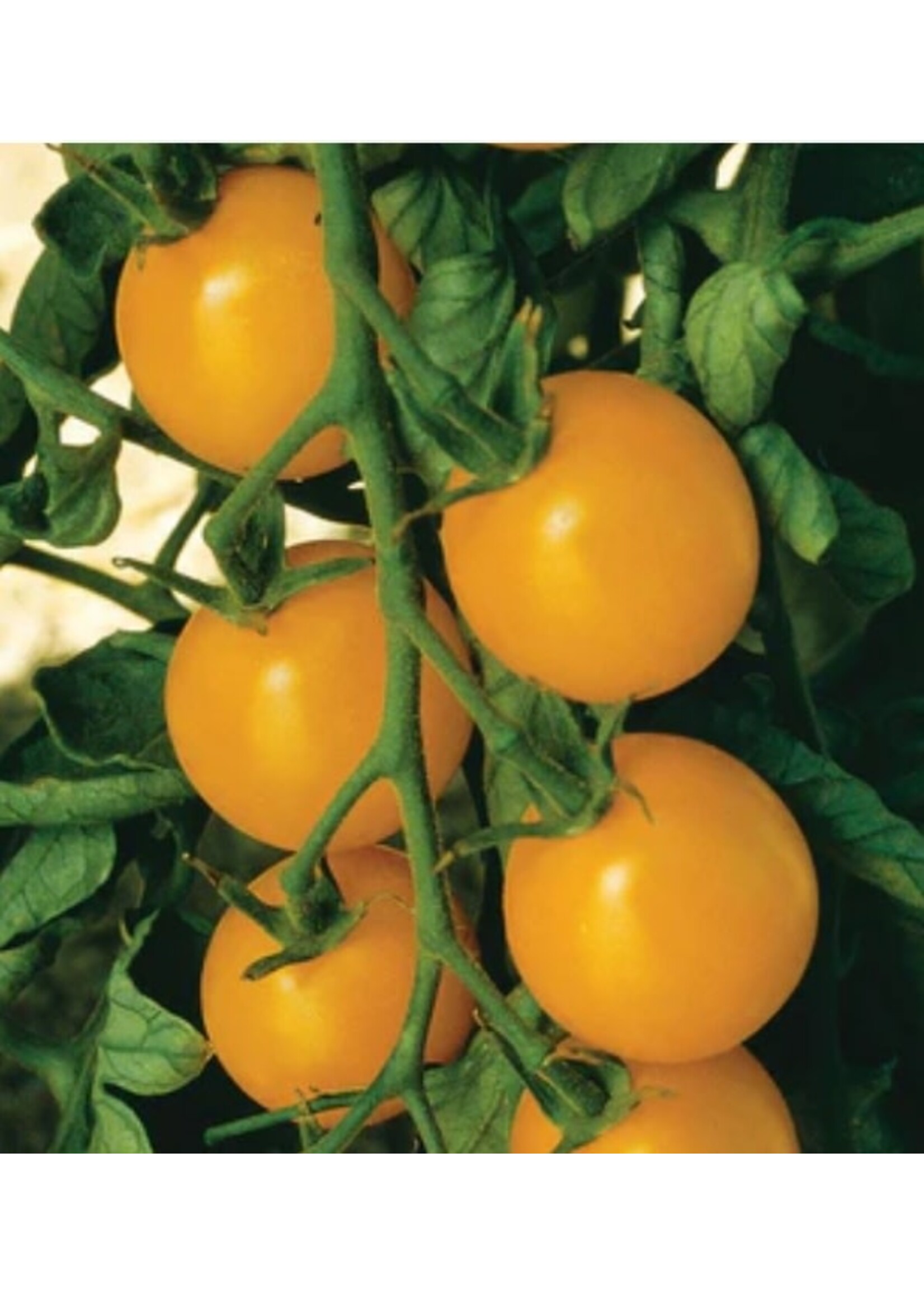 WestCoast Seeds Tomato Sweet Gold F1 Yellow Cherry Tomato