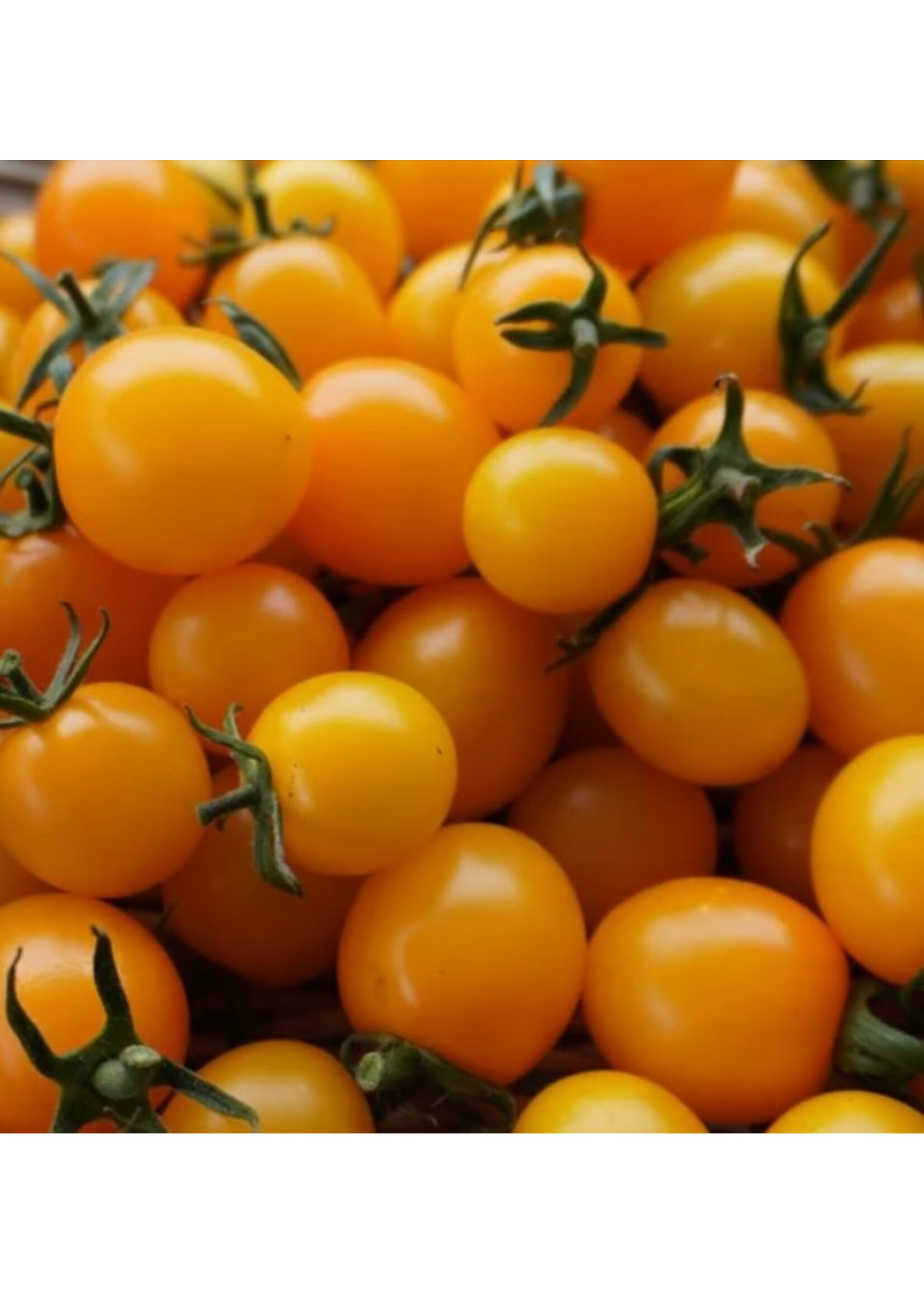 WestCoast Seeds Tomato Sweet Gold F1 Yellow Cherry Tomato