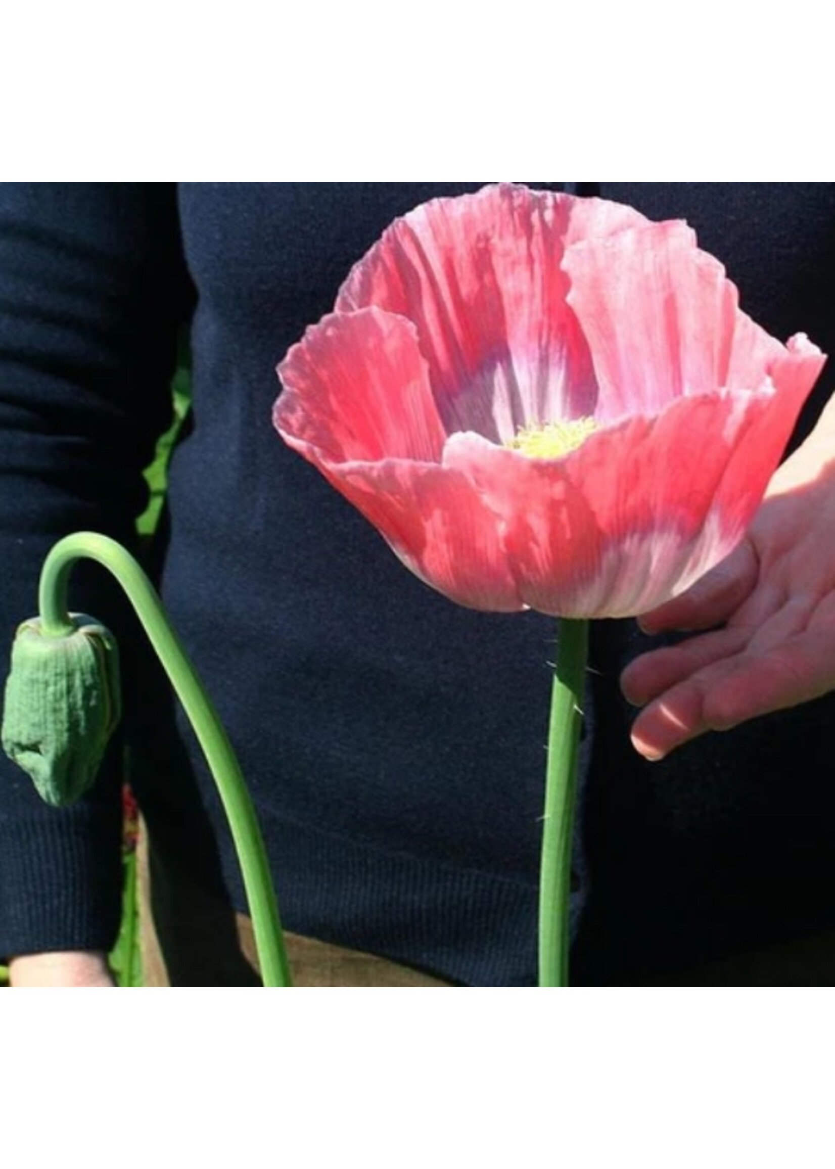 WestCoast Seeds Poppy Giganthemum Flower