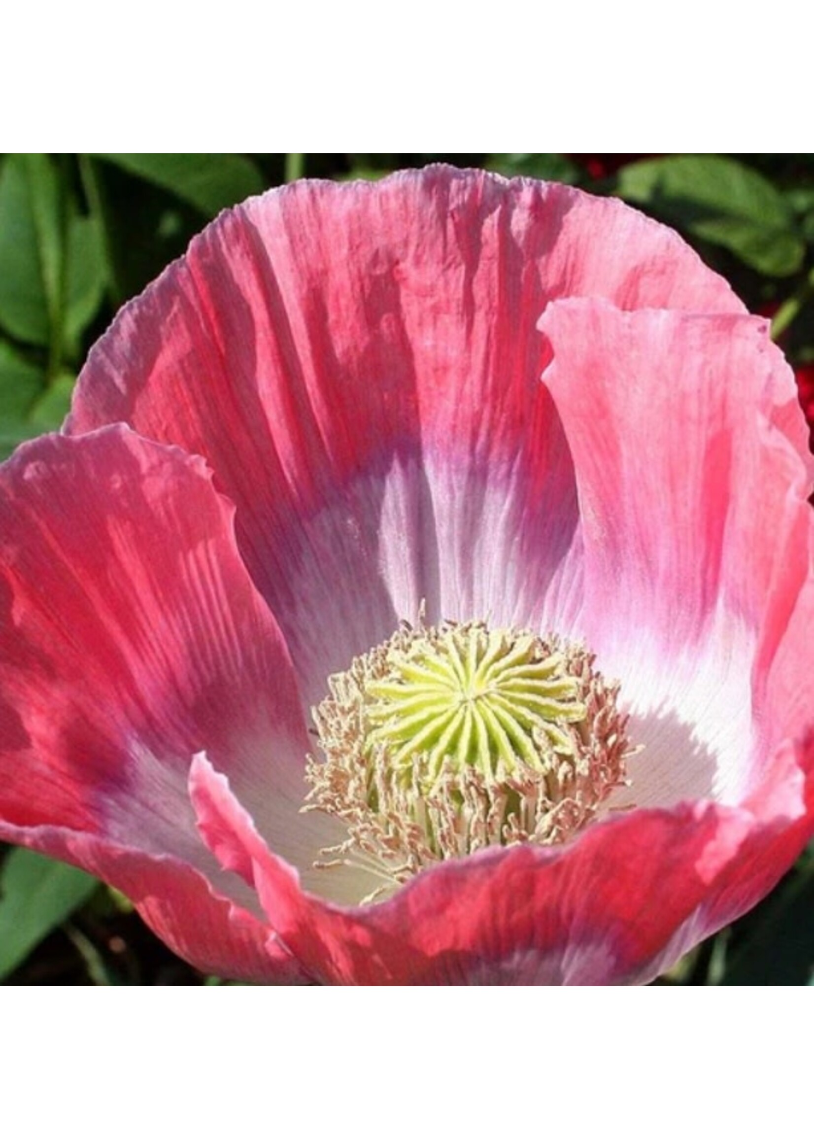 WestCoast Seeds Poppy Giganthemum Flower