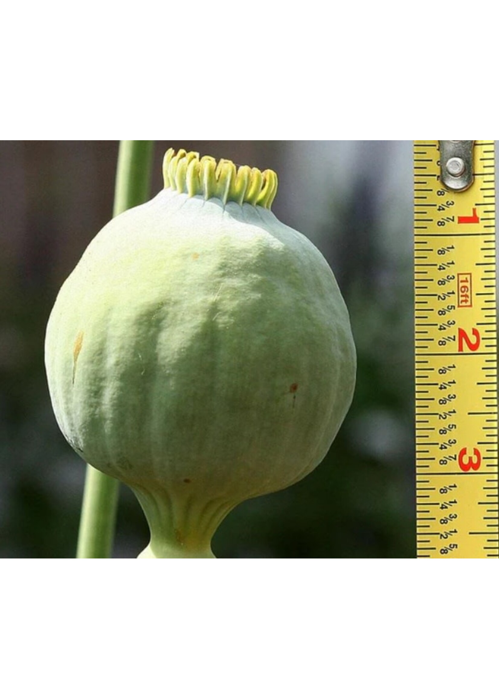 WestCoast Seeds Poppy Giganthemum Flower