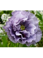 WestCoast Seeds Poppy Amazing Grey