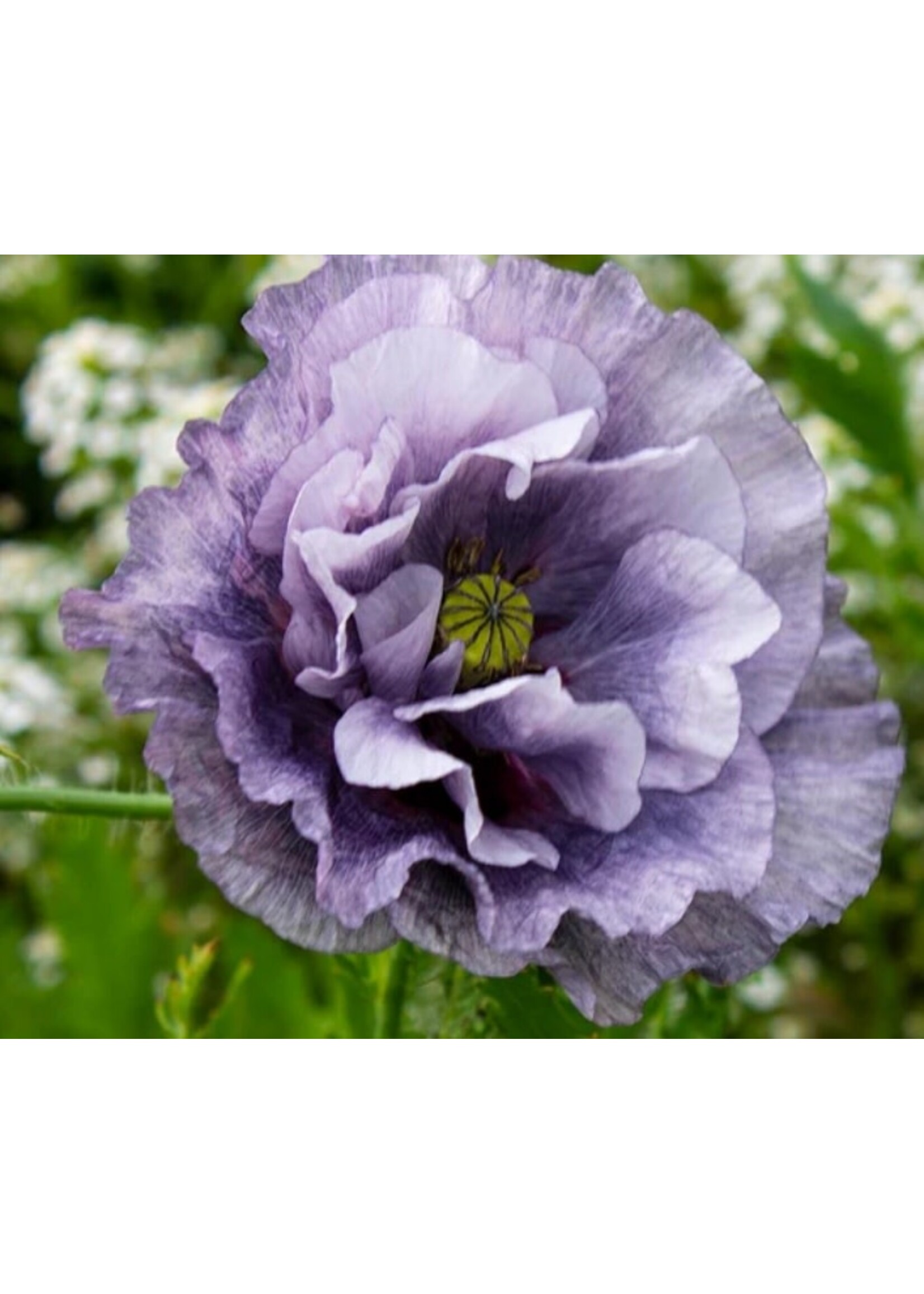 WestCoast Seeds Poppy Amazing Grey