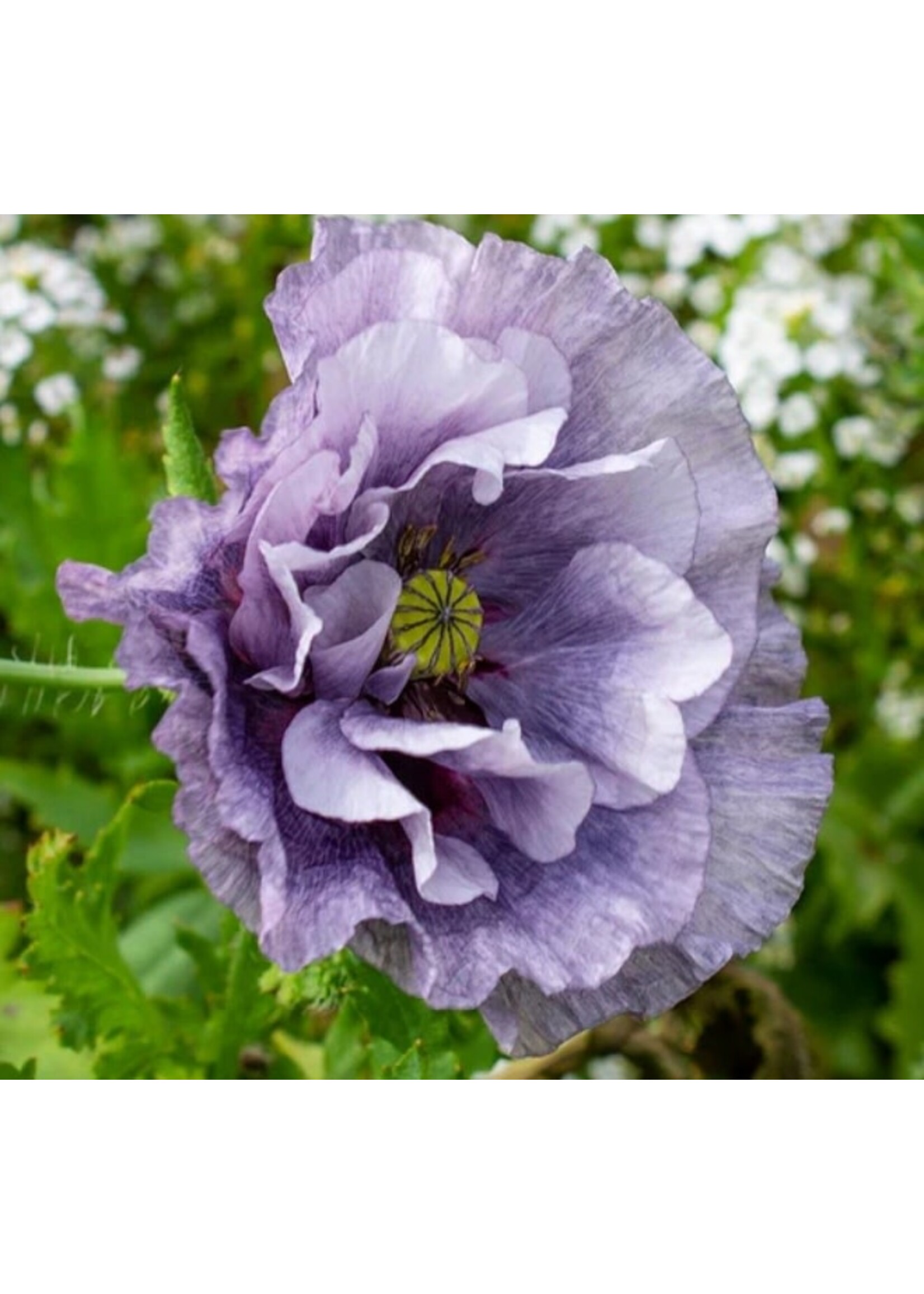 WestCoast Seeds Poppy Amazing Grey
