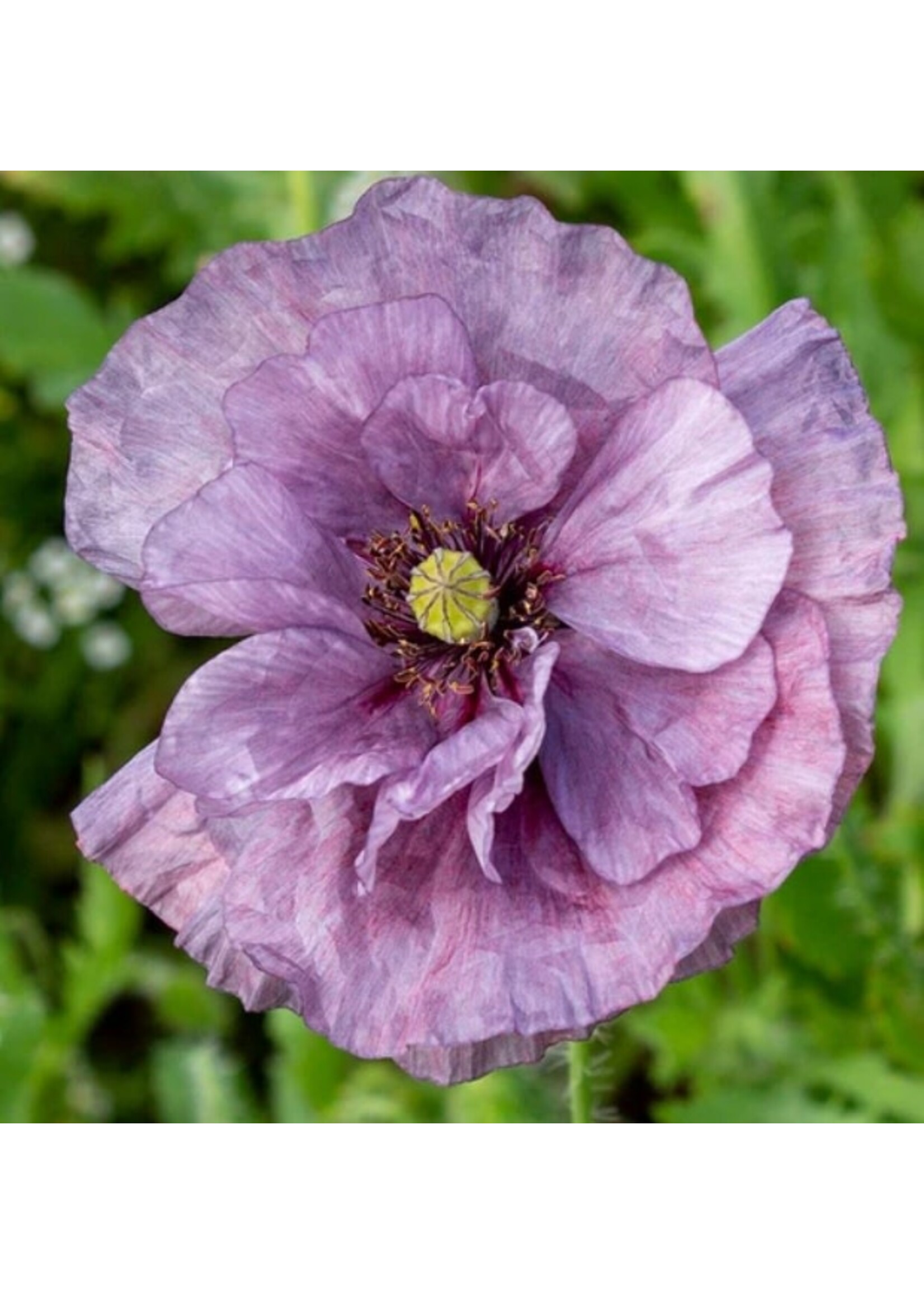 WestCoast Seeds Poppy Amazing Grey