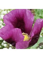 WestCoast Seeds Poppy Hungarian Blue