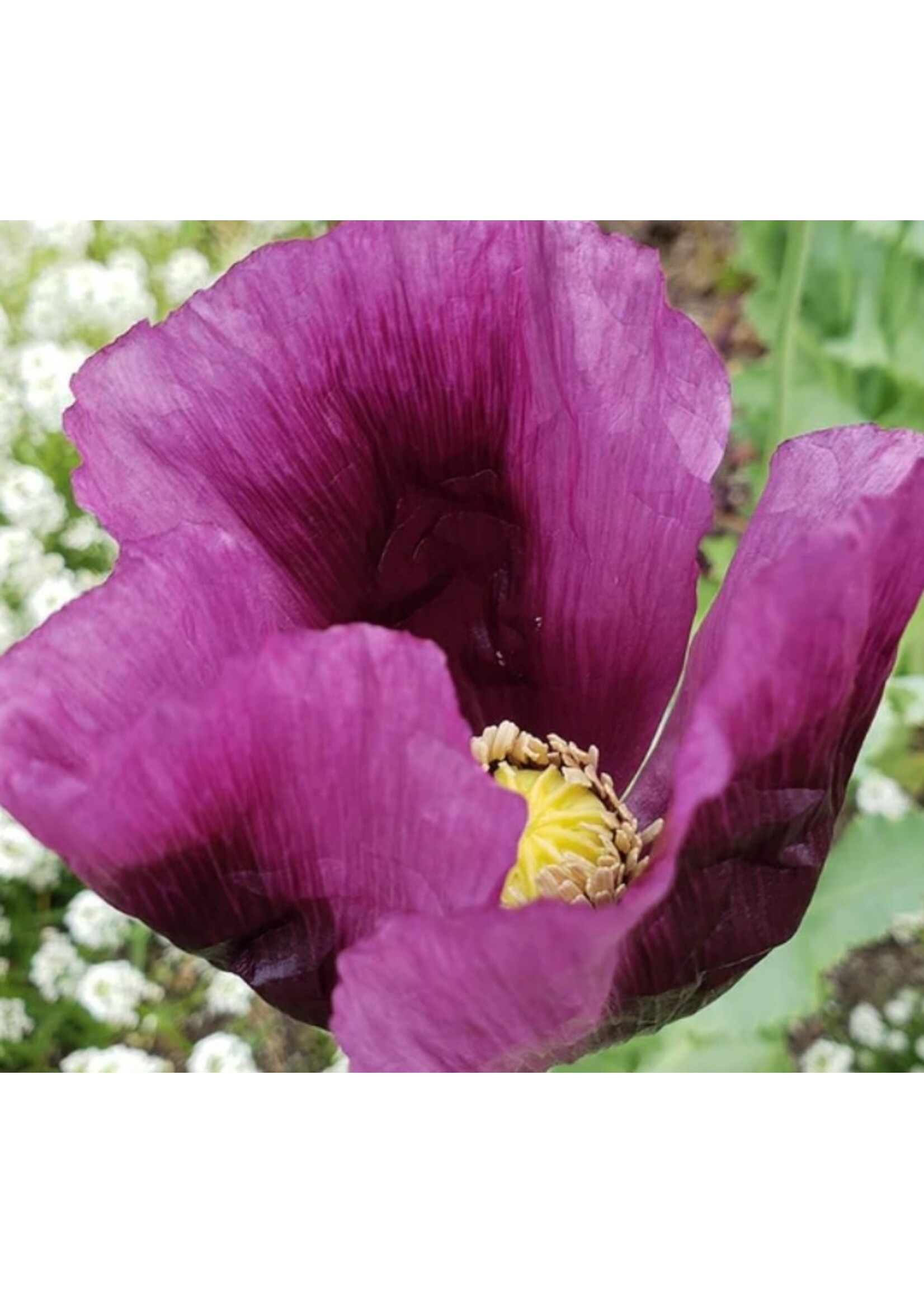 WestCoast Seeds Poppy Hungarian Blue