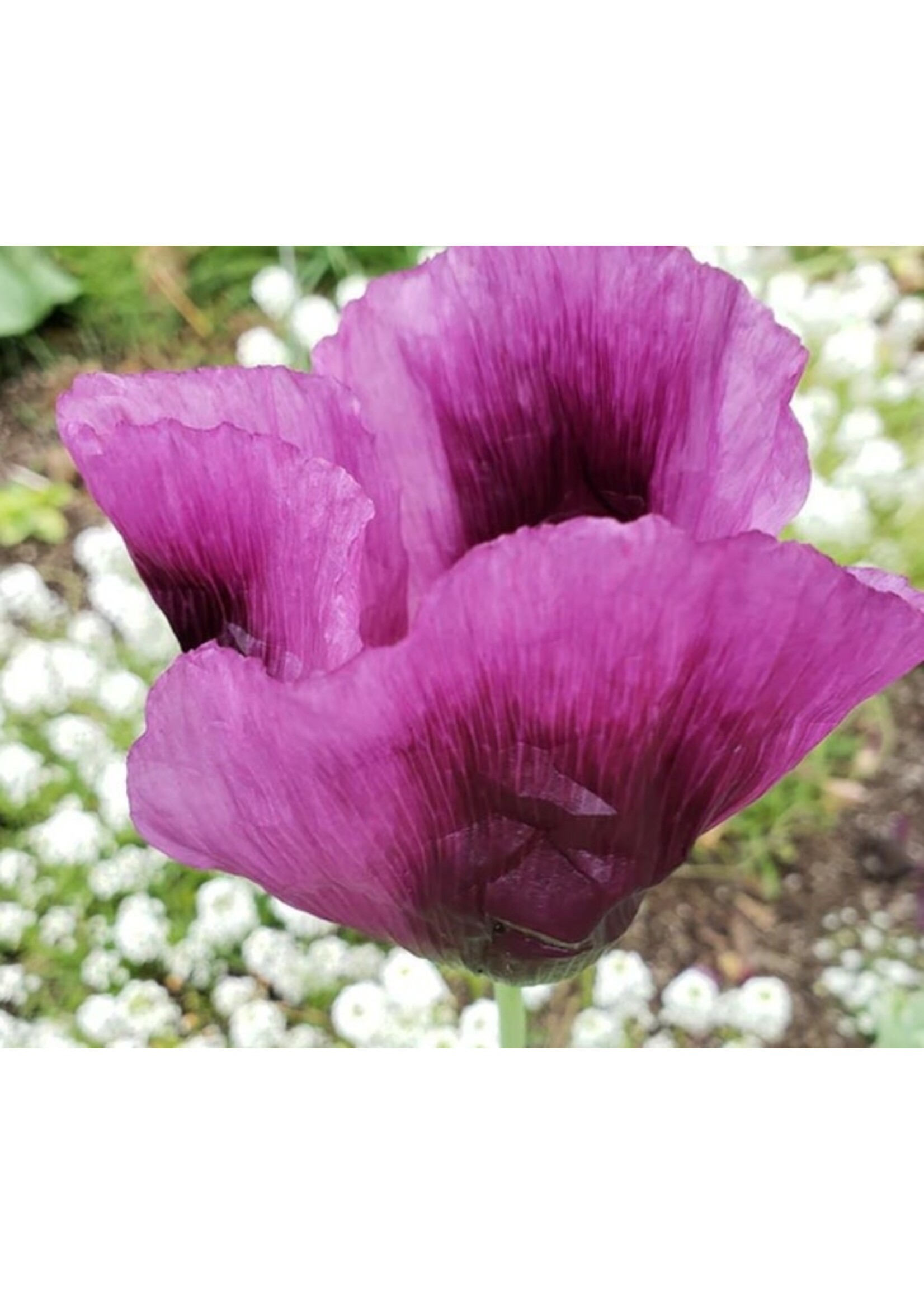 WestCoast Seeds Poppy Hungarian Blue