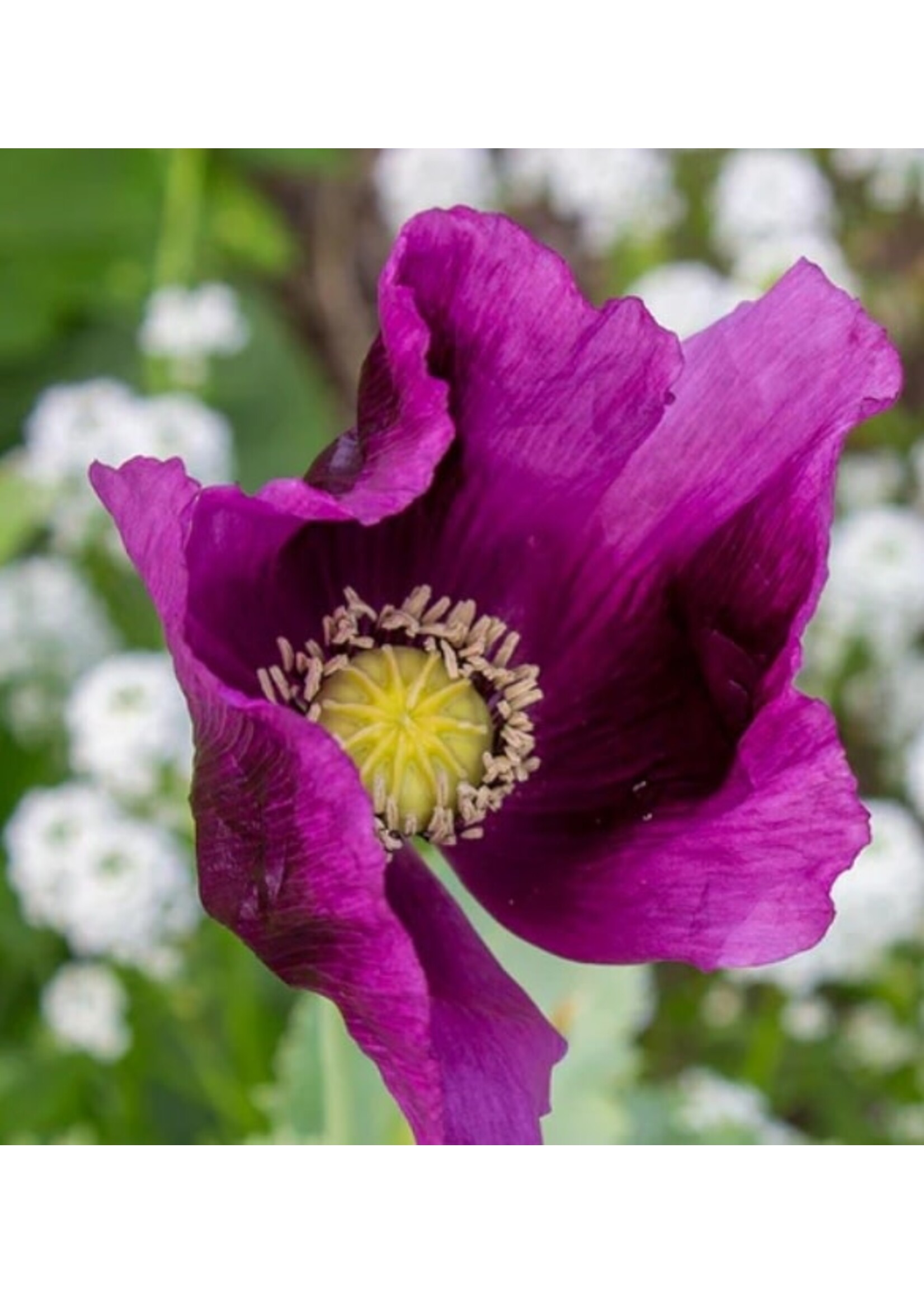 WestCoast Seeds Poppy Hungarian Blue