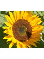WestCoast Seeds Sunflower Zohar Organic