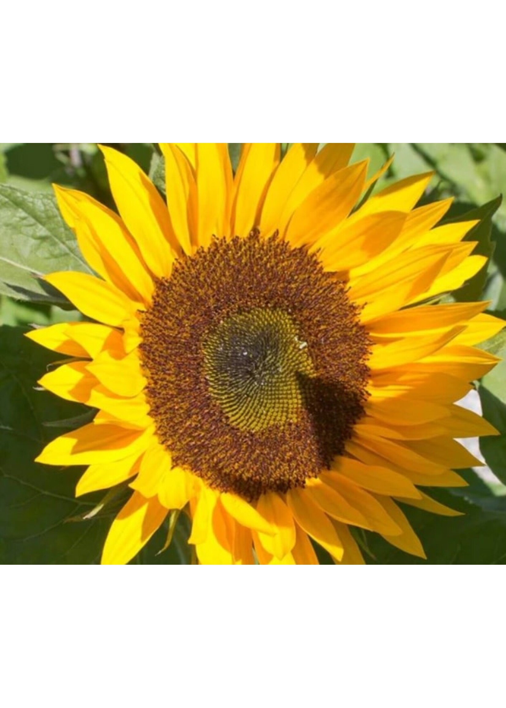 WestCoast Seeds Sunflower Zohar Organic