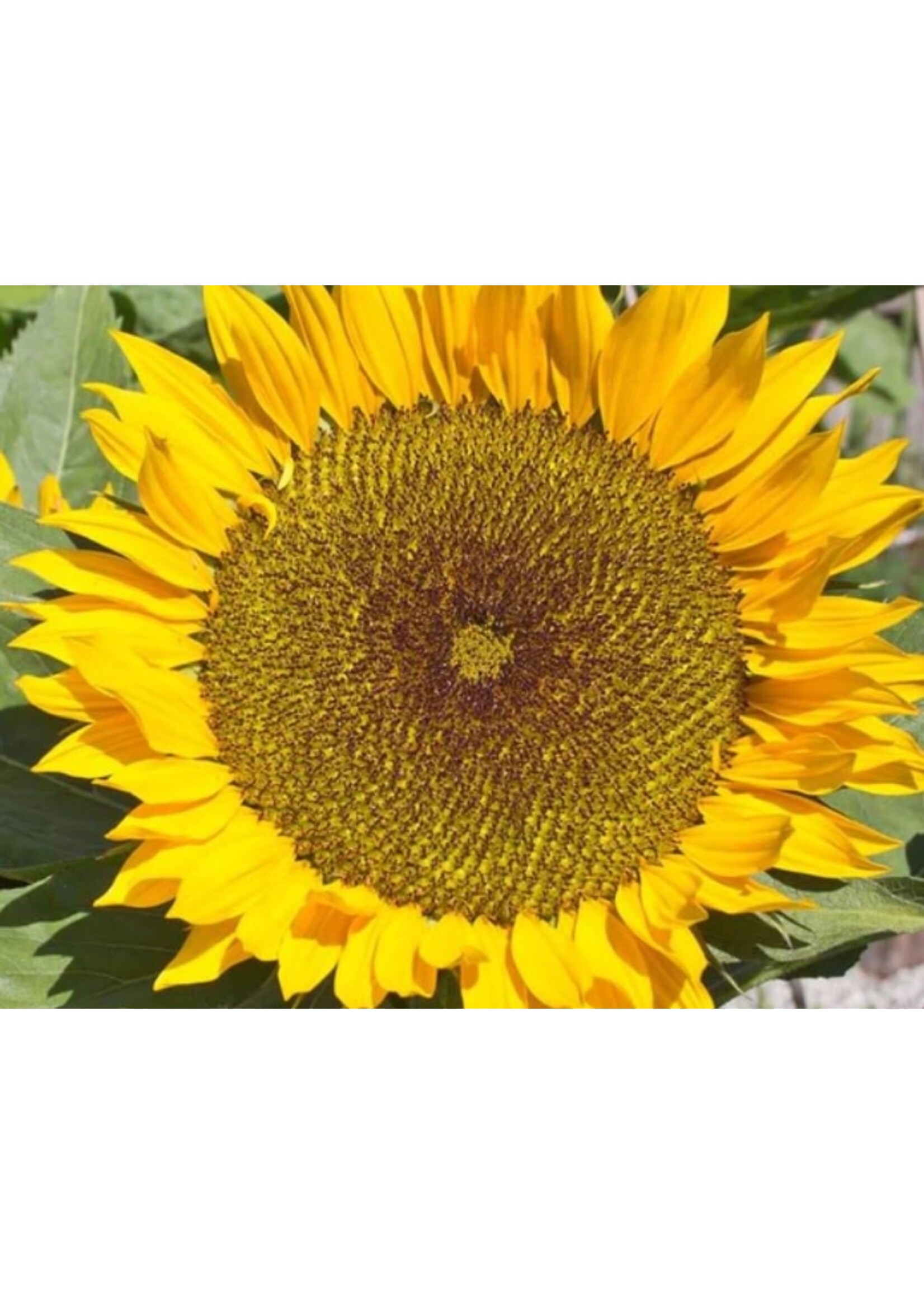 WestCoast Seeds Sunflower Zohar Organic