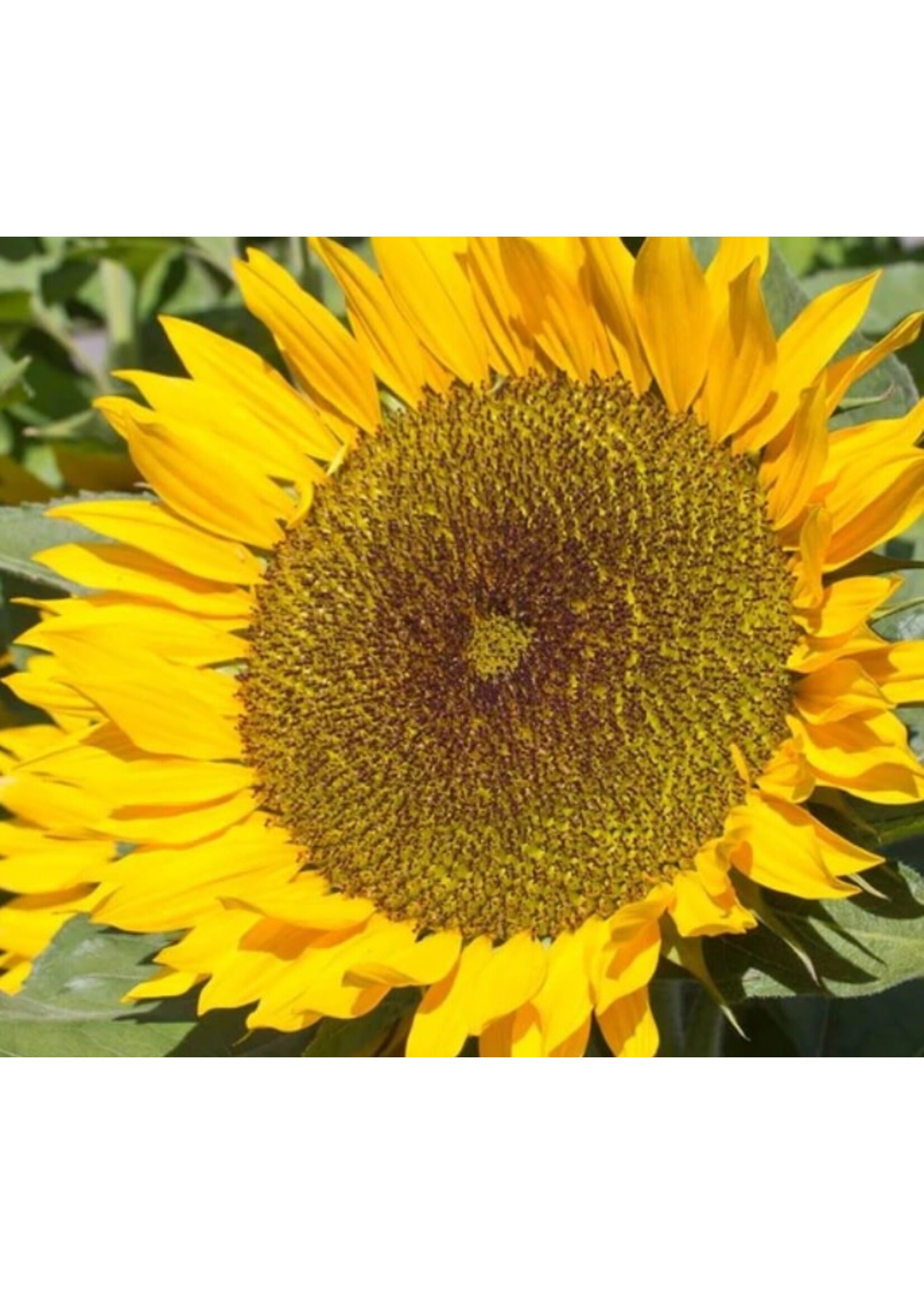 WestCoast Seeds Sunflower Zohar Organic