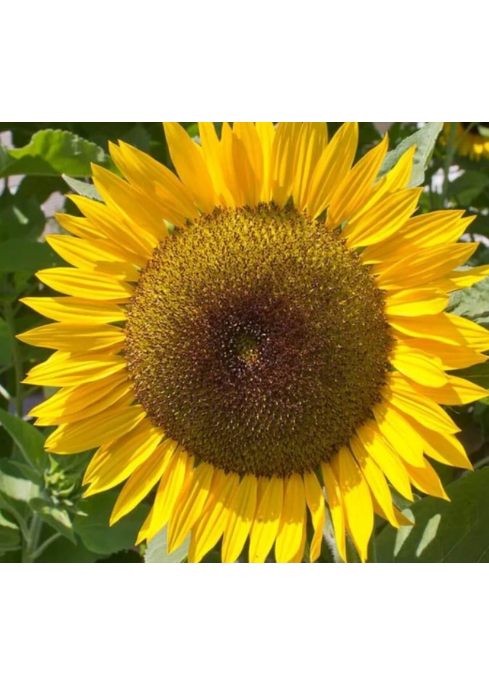WestCoast Seeds Sunflower Zohar Organic