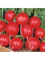 WestCoast Seeds Radishes Cherry's Belle Seed Tape