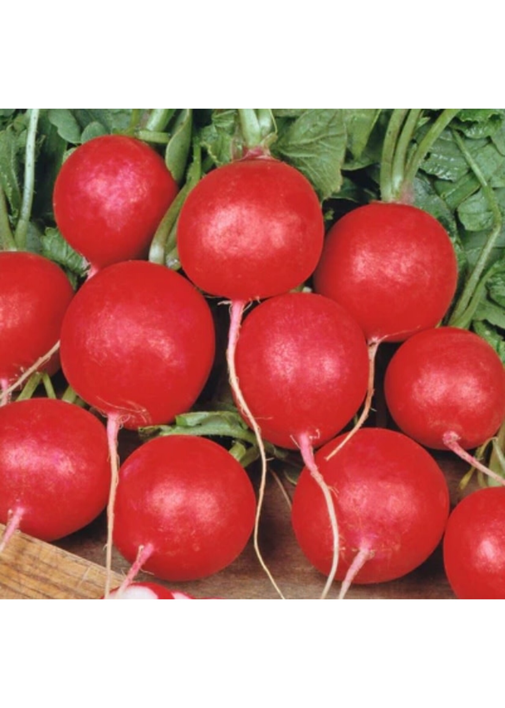 WestCoast Seeds Radishes Cherry's Belle Seed Tape