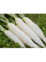 WestCoast Seeds Radish White Icicle