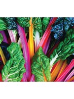 WestCoast Seeds Swiss Chard Bright Lights
