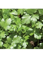 WestCoast Seeds Cilantro Santo Long Standing (Coriander)