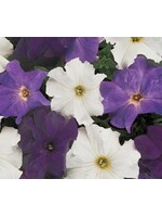 WestCoast Seeds Petunia Dreams Waterfall Mixture Pelleted