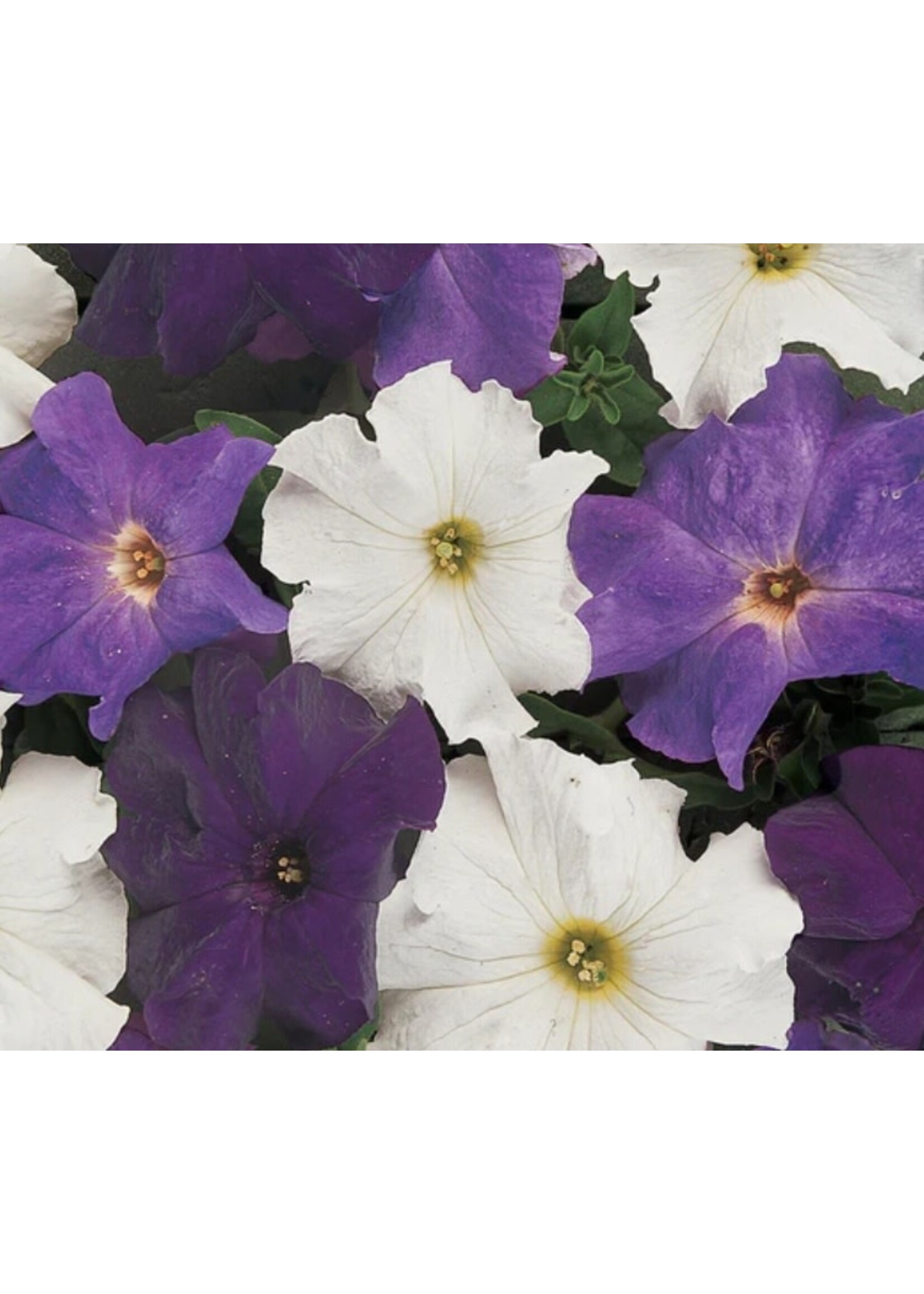 WestCoast Seeds Petunia Dreams Waterfall Mixture Pelleted