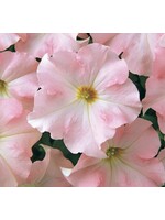 WestCoast Seeds Petunia Dreams Apple blossom Pelleted